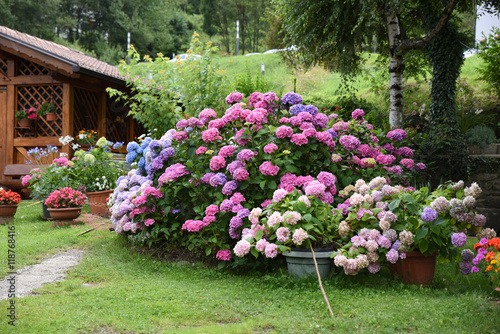 fiori giardino,vaso di fiori giardinaggio aiuola decorazione giardino  photo