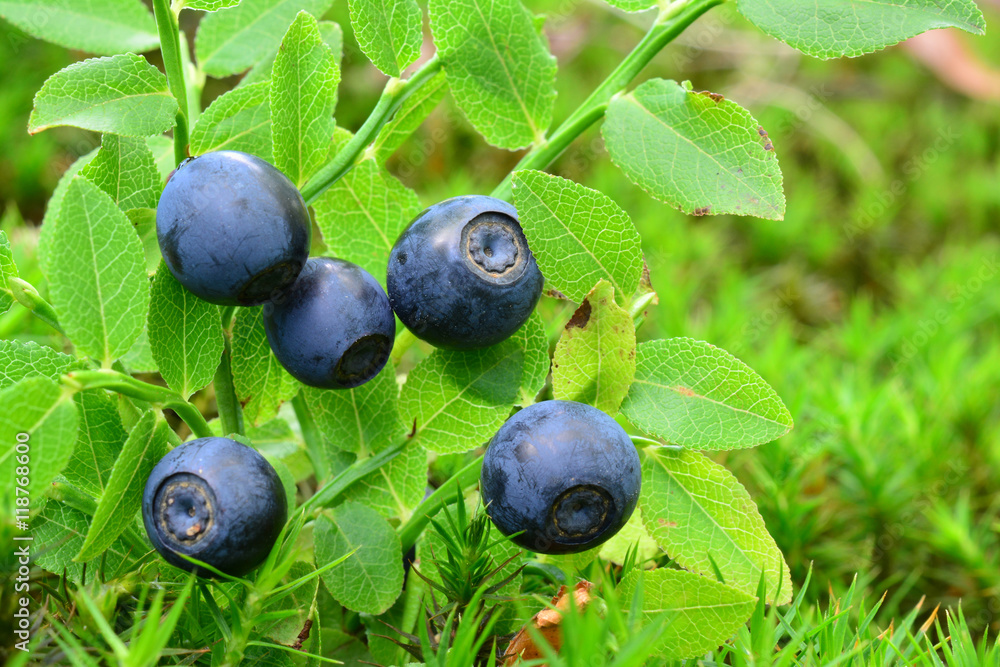 Ripe, fresh wild blueberries in a moss Ripe, fresh wild blueberries in a moss