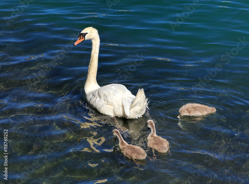 Fototapeta Naklejka Na Ścianę i Meble -  Swan with cygnets on the Aare river in Switzerland