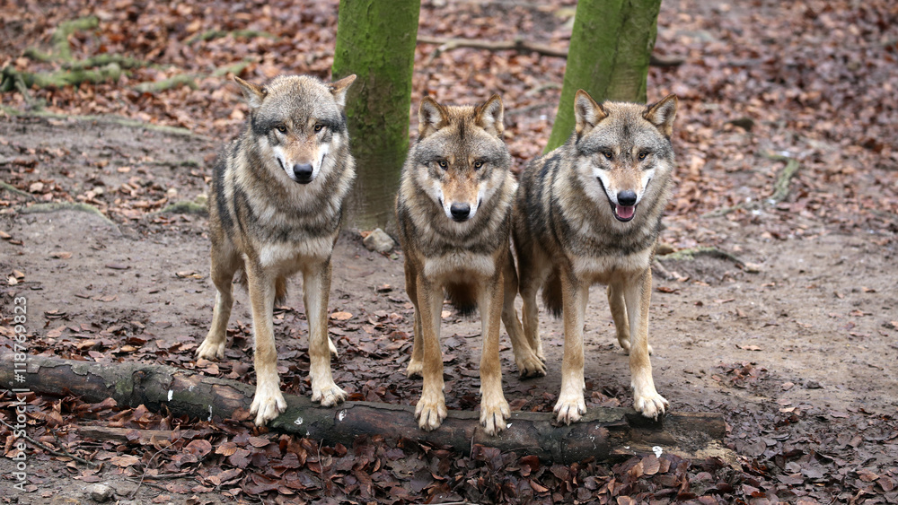 Fototapeta Pack of grey wolves