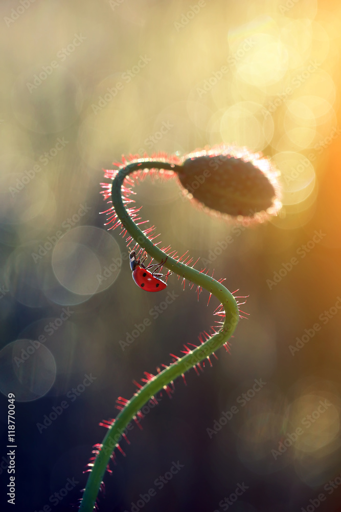 Obraz premium An evening stroll to the top of the plant