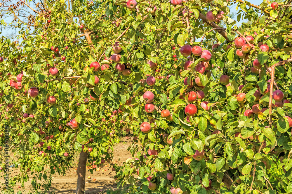 Apple trees with ripe fruits in the garden Apple trees with ripe fruits in the garden