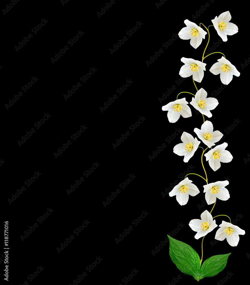 Obraz premium branch of jasmine flowers isolated on black background. spring