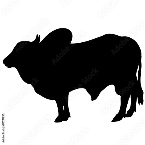 Silhouette of a zebu  cow, vector bull or buffalo 