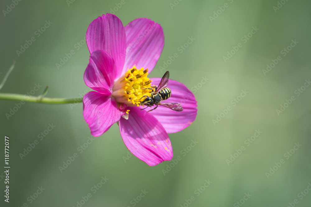 La avispa se para en la flor rosa y amarilla. La avispa se para en la flor rosa y amarilla.