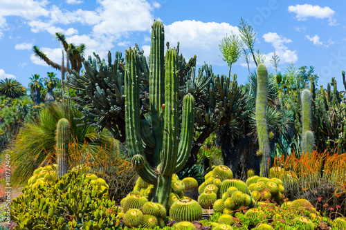 Desert Flowers and Plants