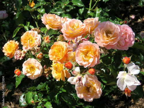Toronto Lake rose bush 2016