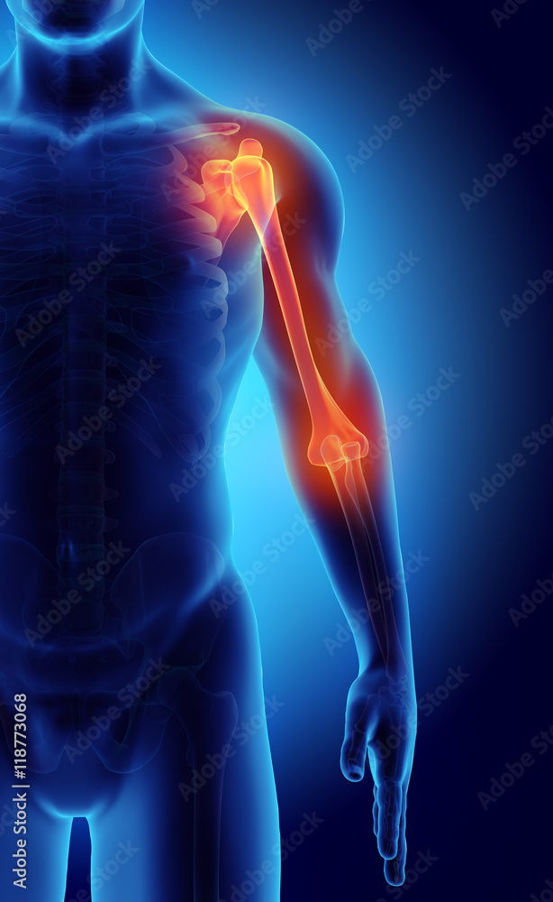3D illustration of Humerus, medical concept. 3D illustration of Humerus, medical concept.