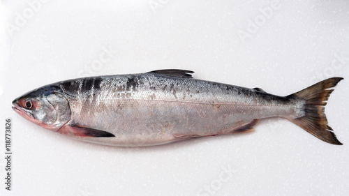 Fotografi Salmon fishs on white background