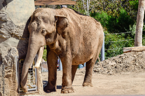 Large mature elephant staying cool at the zoo