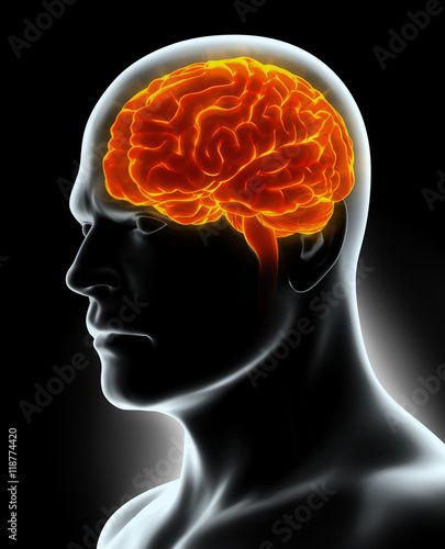 Human Internal Organic - Brain.