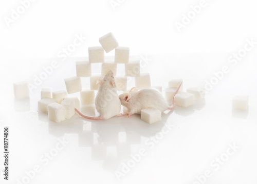 two white laboratory mice near the pyramid of sugar cubes  diabe