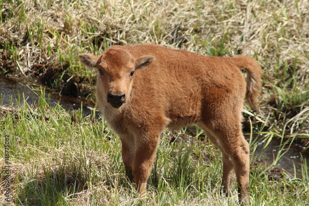 Naklejka premium Bison Calf in Yellowstone National Park