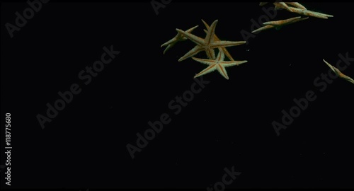 Starfish in the water in slow motion photo