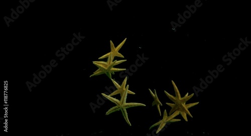 Starfish in the water in slow motion photo