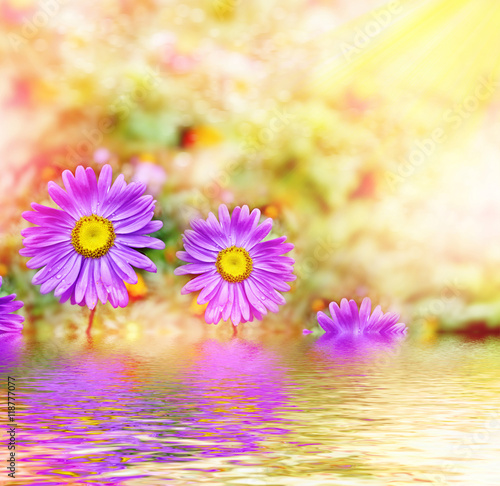 Pink aster colorful flowers on a background summer landscape