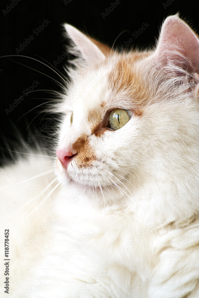 portrait of a curious, white cat looking out the window, vertical, copy space portrait of a curious, white cat looking out the window, vertical, copy space