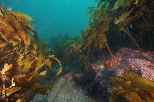 Grey sponge under brown stalked kelp Ecklonia radiata in Pacific ocean.