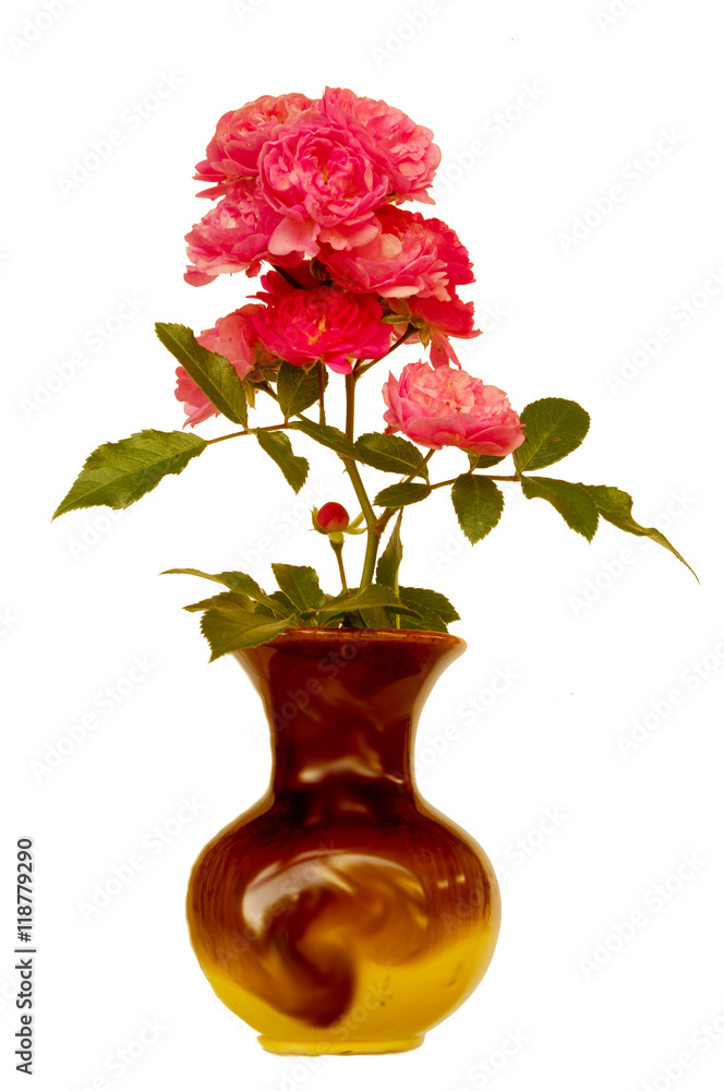Obraz premium red rose flower in a brown vase