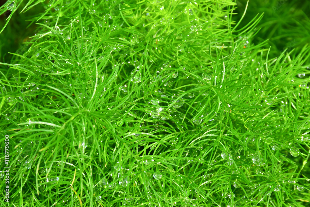 fern with water drop fern with water drop