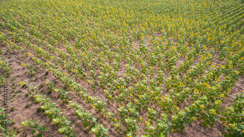 Sunflower field photo