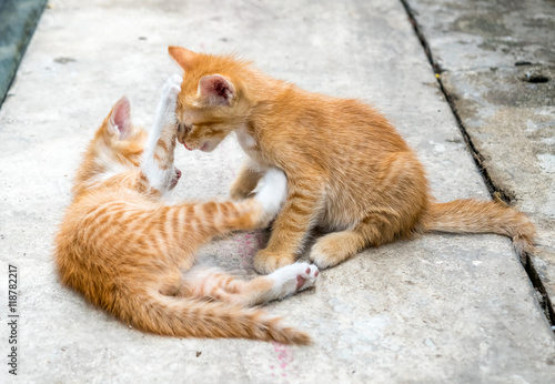 Two cute kittens at home backyard © jeafish