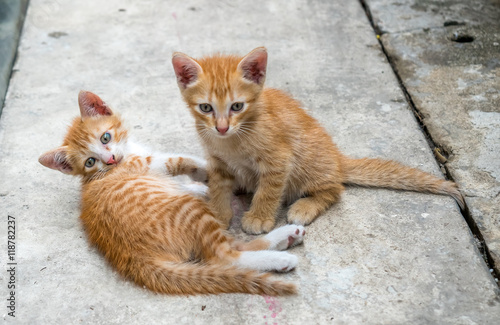 Two cute kittens at home backyard © jeafish