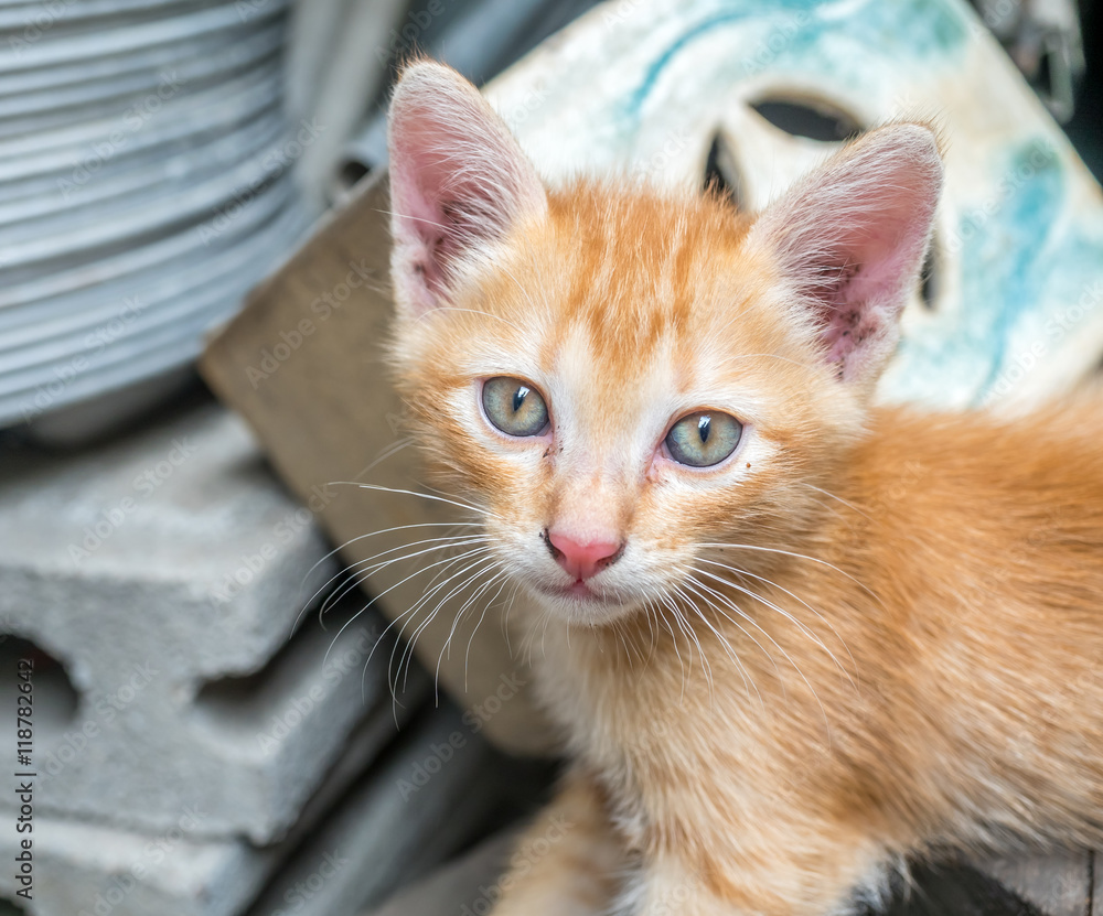 Cute kitten at home backyard Cute kitten at home backyard
