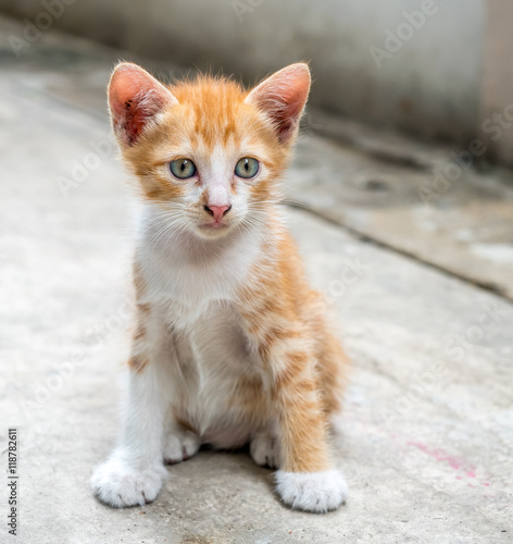 Cute kitten at home backyard © jeafish