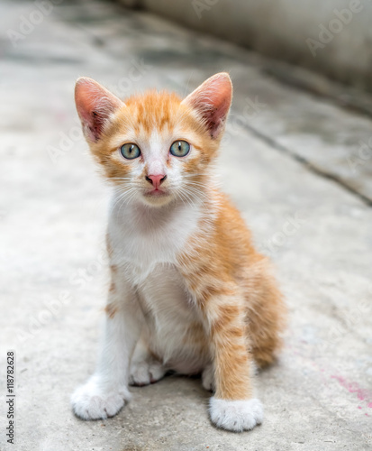 Cute kitten at home backyard