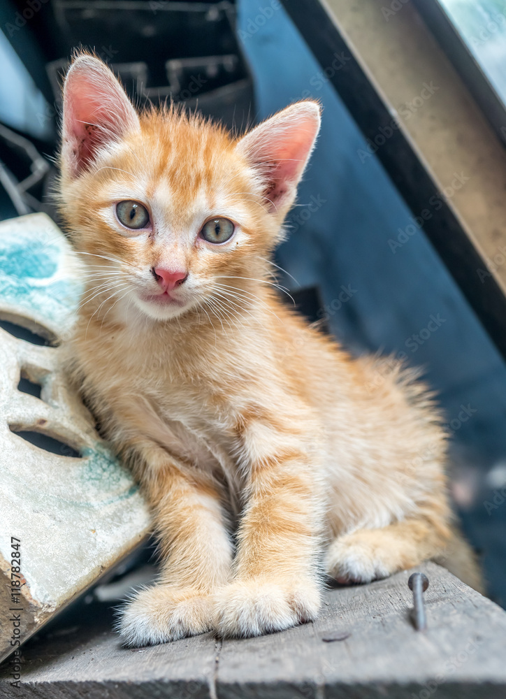 Fototapeta premium Cute kitten at home backyard