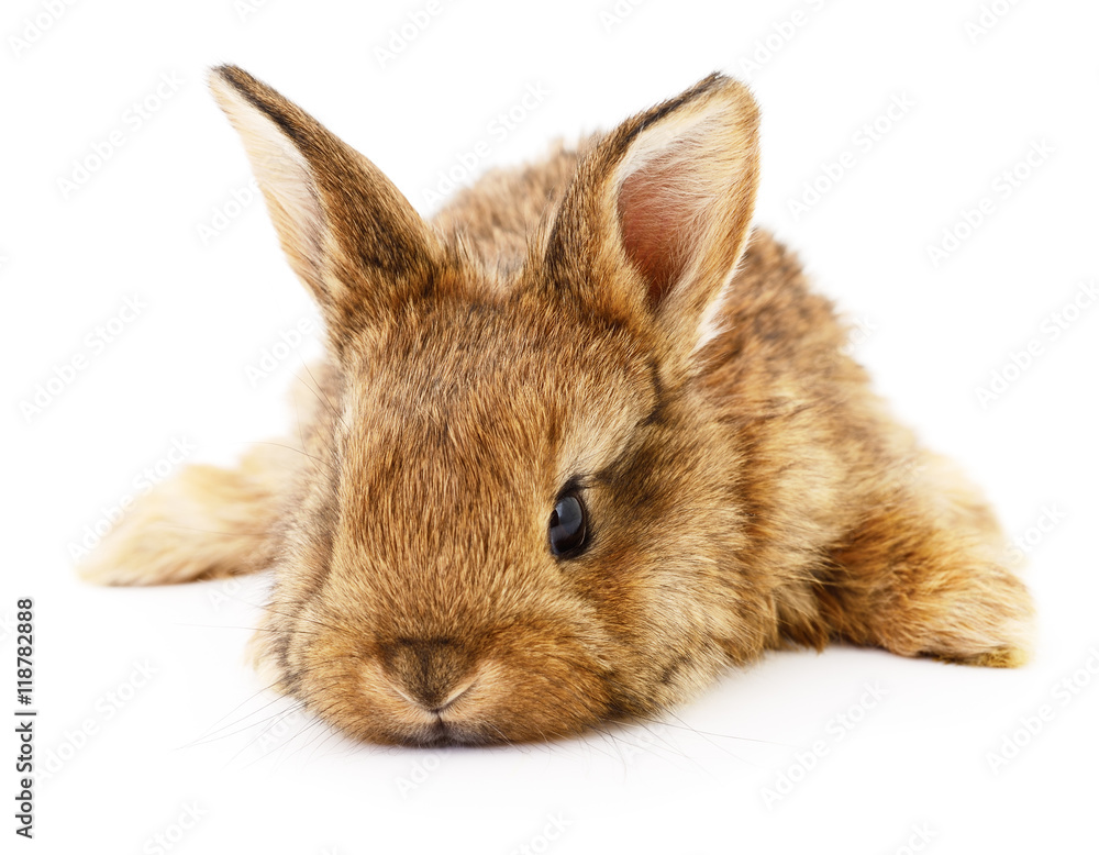 Obraz premium Brown bunny rabbit.