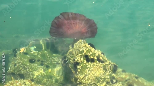 Jellyfish in a deep blue ocean - General San Martin Pisco Peru photo