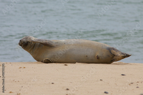 Grey seal resting on the beach.