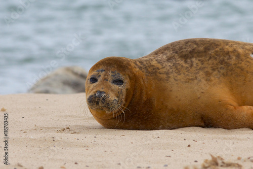 Grey seal resting on the beach.