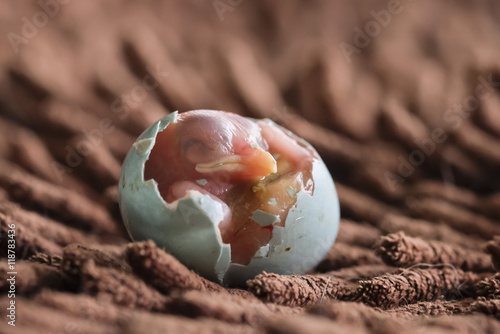 macro focus of embryo bird with shell
