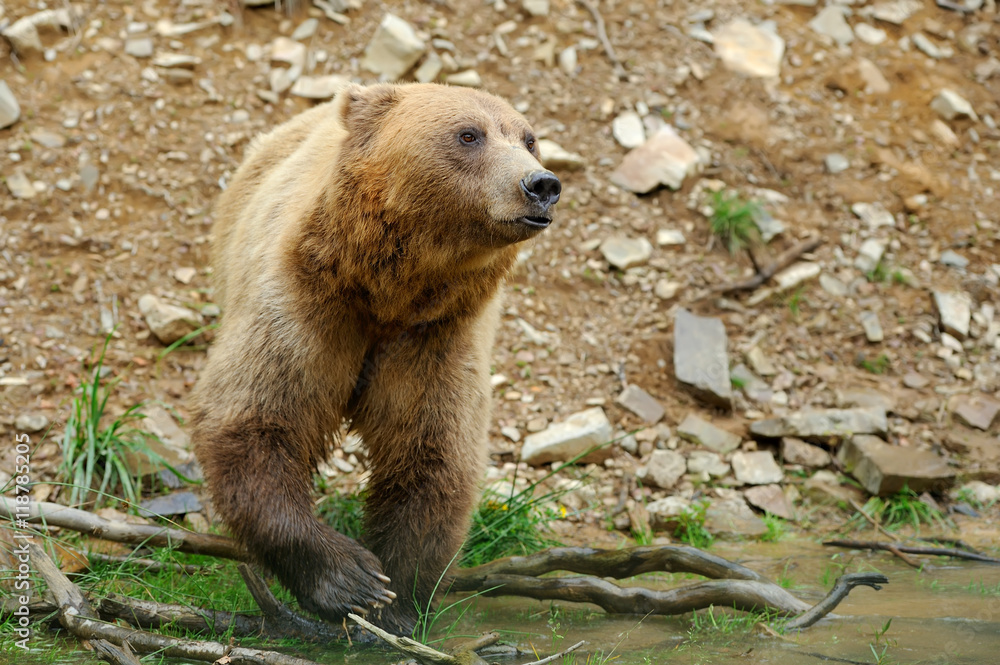 Fototapeta premium Brown bear (Ursus arctos) in nature