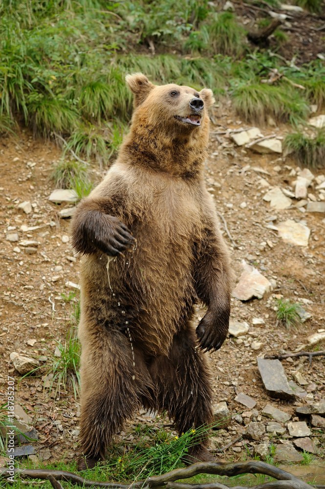 Fototapeta premium Brown bear (Ursus arctos) is standing up