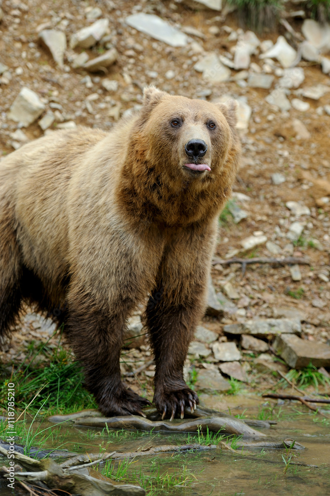 Fototapeta premium Brown bear (Ursus arctos) in nature
