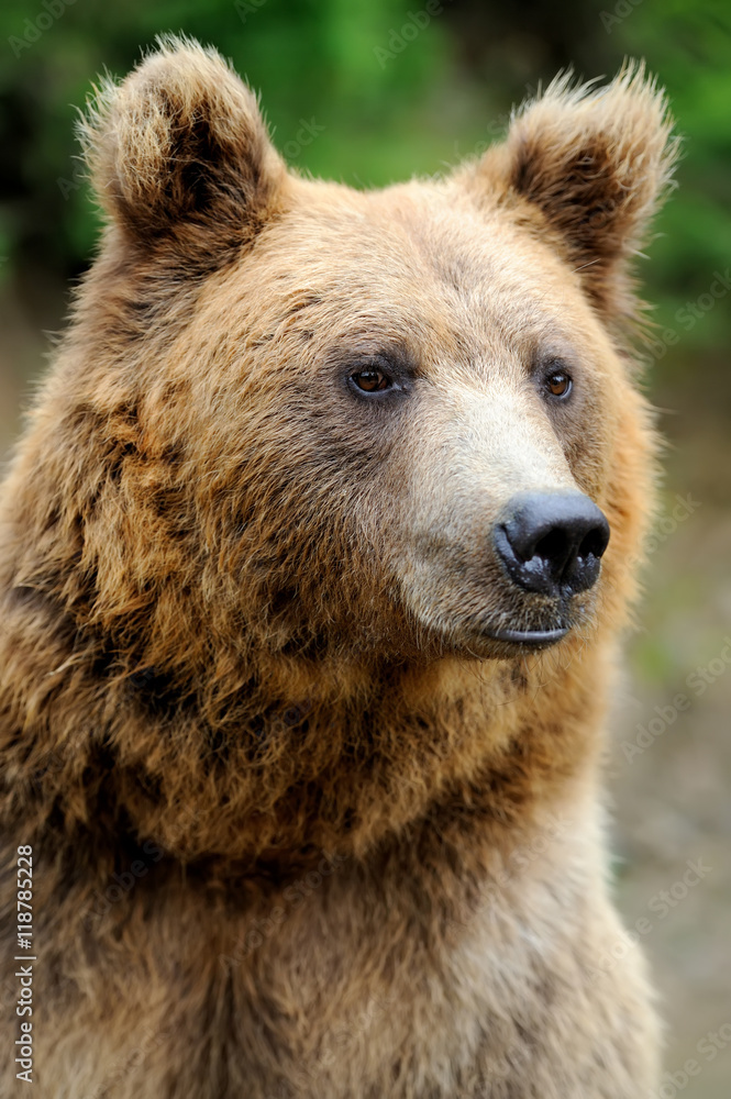 Brown bear portrait in forest