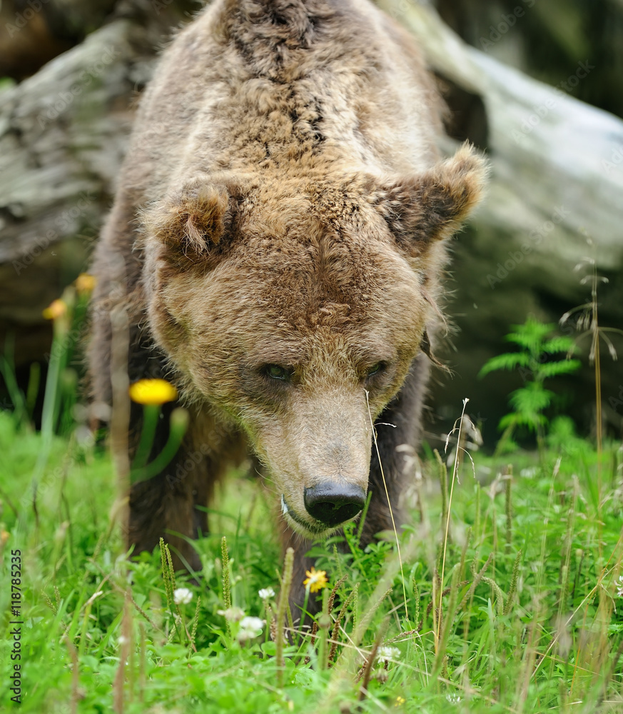 Brown bear (Ursus arctos) in nature Brown bear (Ursus arctos) in nature