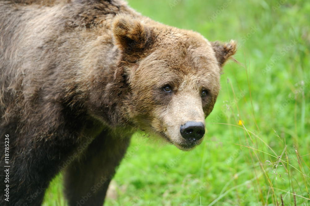 Brown bear (Ursus arctos) in nature Brown bear (Ursus arctos) in nature