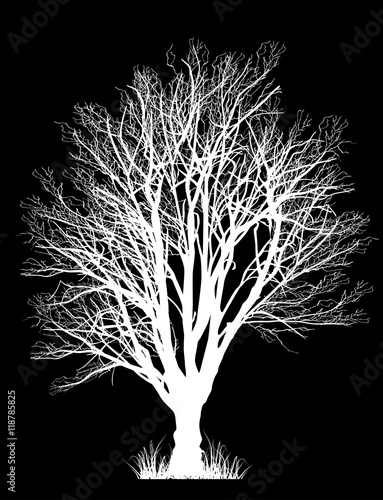 white large bare oak isolated silhouette