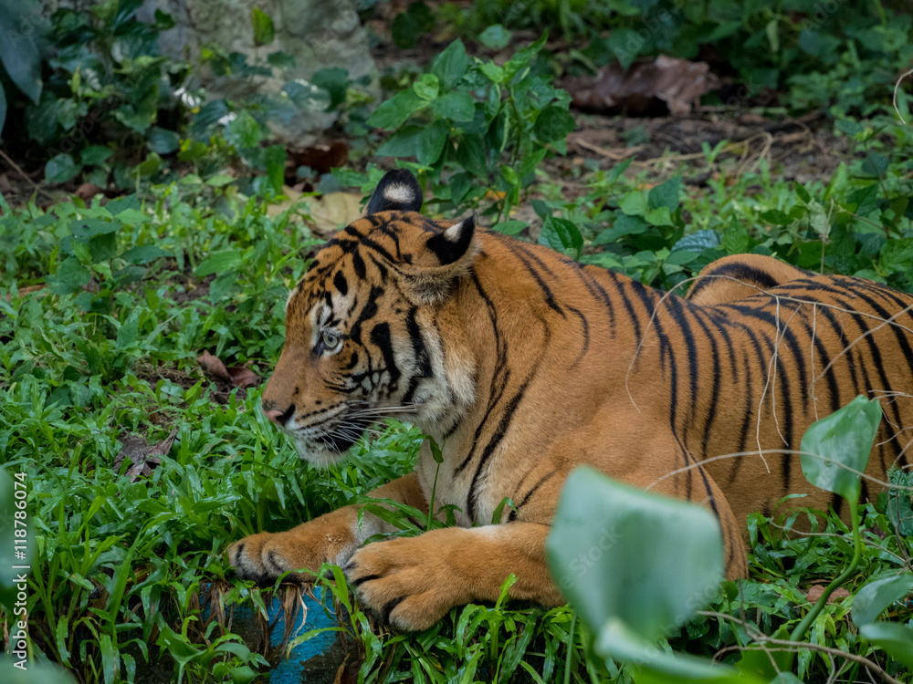 Obraz premium tiger against of grass