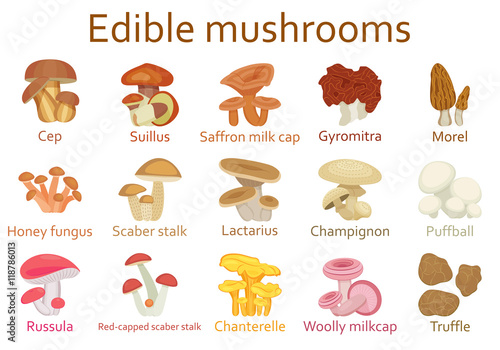 Edible mushrooms flat icon set. Vector illustration.