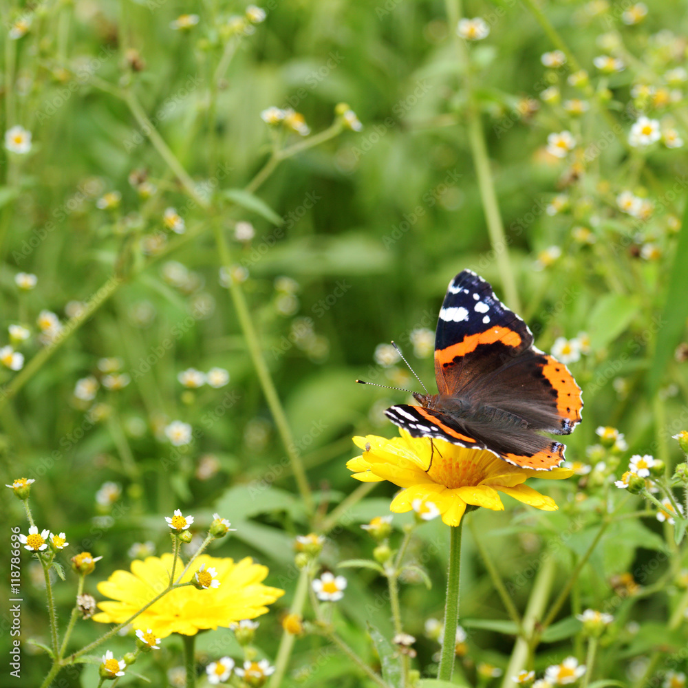 beautiful time of the year/ butterfly on a background summer landscape of flowering meadows beautiful time of the year/ butterfly on a background summer landscape of flowering meadows