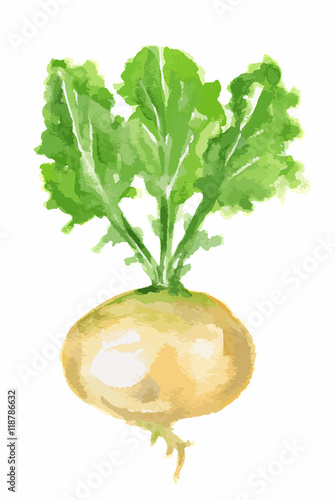 Isolated watercolor turnip. Fresh and healthy vegetable with vitamins. Farm vegetables.