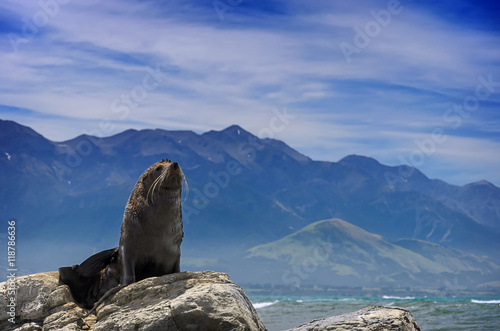 A seal basks at the sun in front of Pacific ocean.  photo