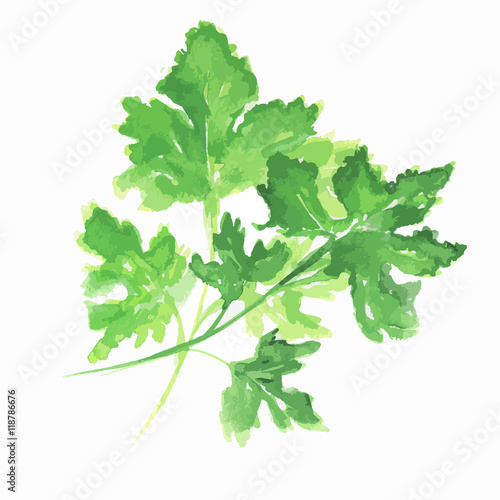 Isolated watercolor parsley. Fresh and healthy herbs with vitamins. Farm herbs.