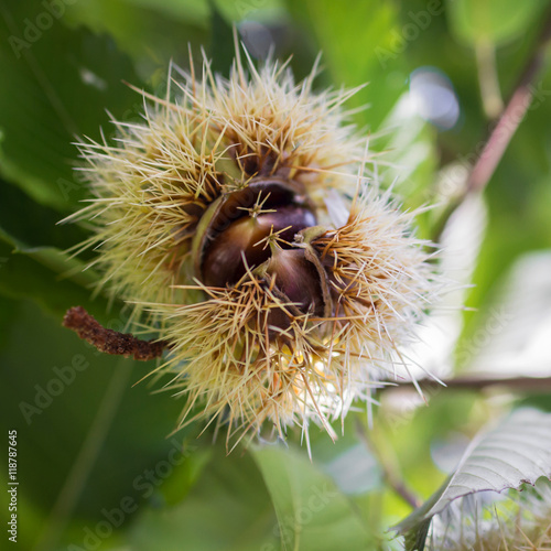 Fresh chestnuts with open husk